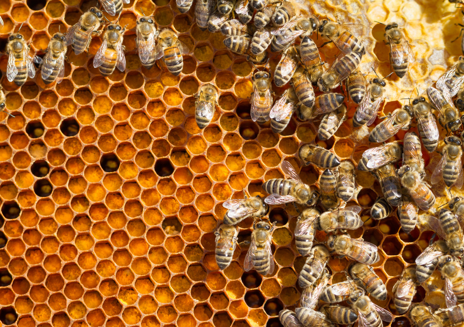 InsiderPR in the news: West Africa Trade & Investment Hub Co-Invests With Koster Keunen To Improve Smallholder Beekeeping